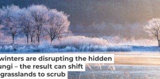 Warmer winters in normally snowy places can interfere with the important activities of microbes in the soil. Seogi/500px via Getty Images